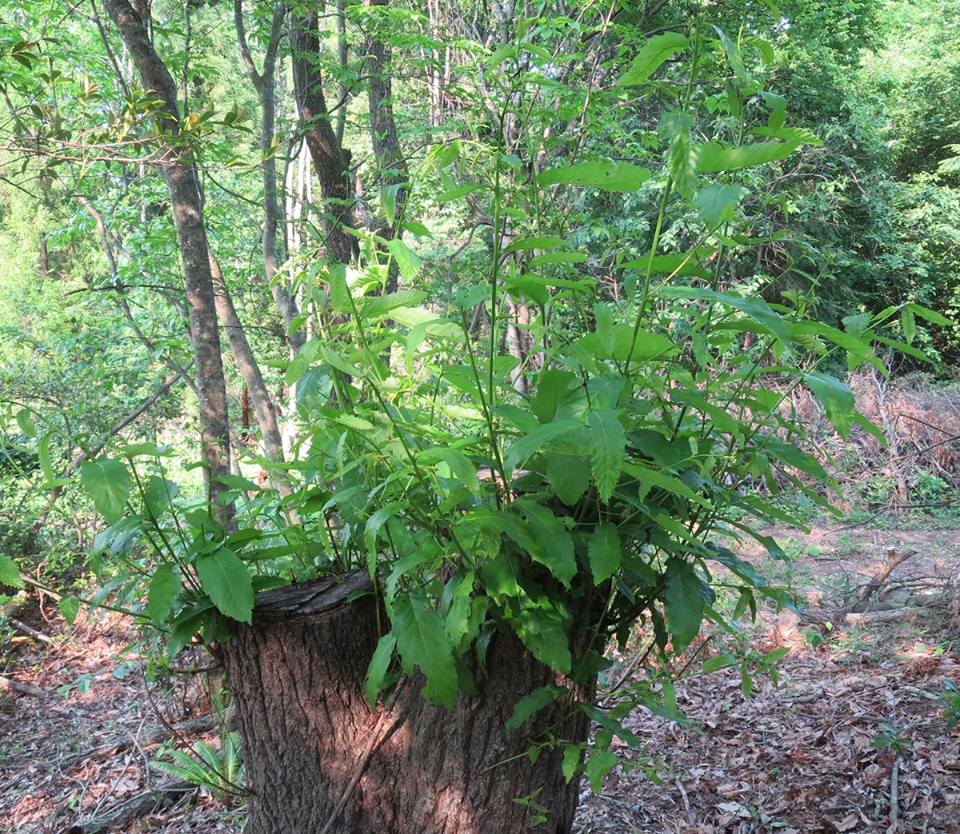 萌芽更新 萌芽更新